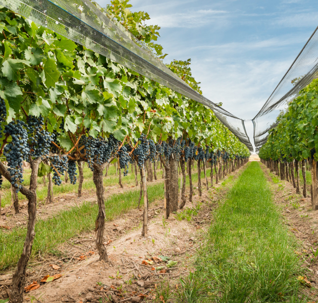 Manejo sustentable del suelo y viñedos-1.png