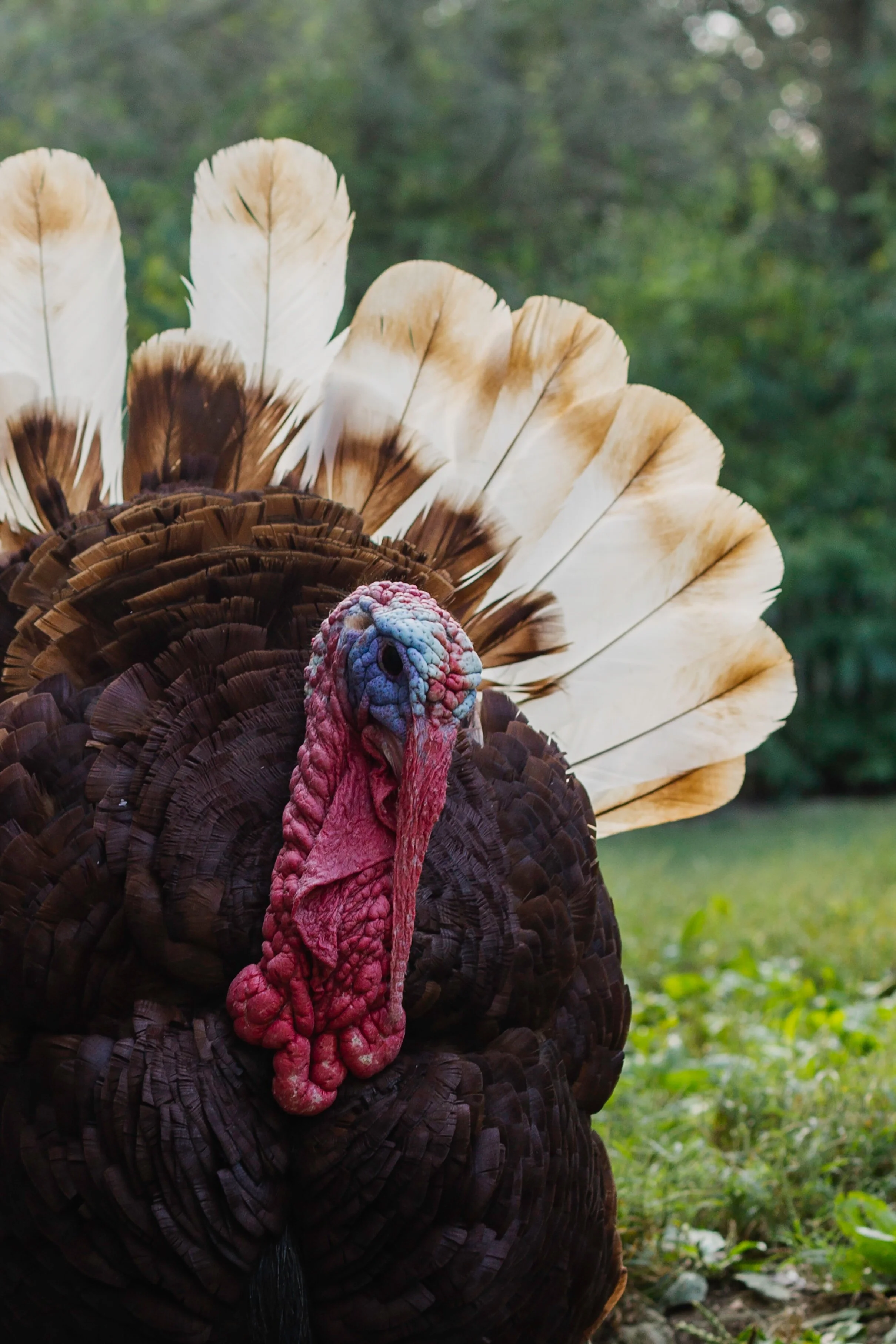 All Gravy and No Turkey?
