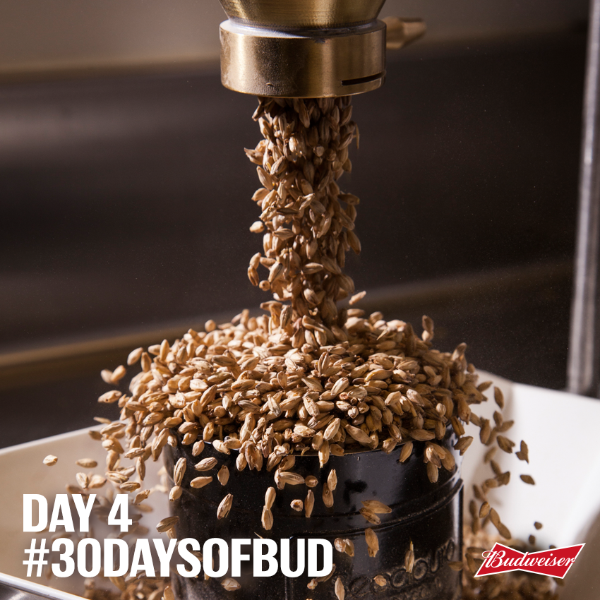 57710-30-Days-of-Bud-pouring-grain.png