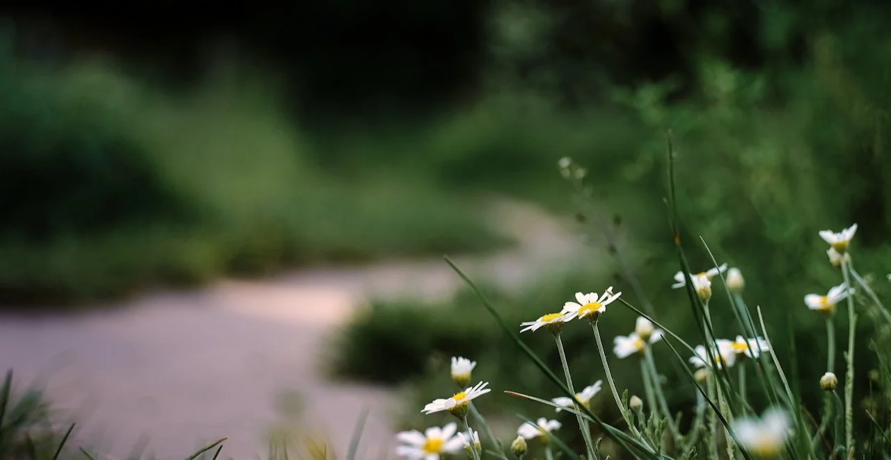 flowers 2 cropped.jpeg