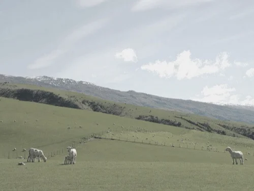 LAMB + SHEEP SKINS