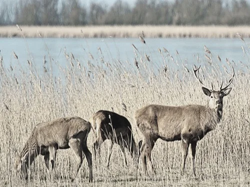 DEER + GOAT SKINS