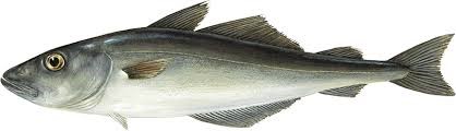 COLEY Format: Fresh Size Grade: 0-1kg | 1-4kg | 4kg+