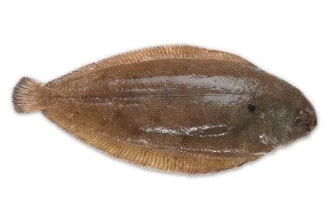 DOVER SOLE Format: Fresh Size Grade : 0-100g | 100-300g | 300-500g | 500g+
