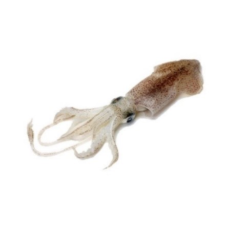 SQUID Format: Fresh Size Grade: 0-100g | 100-300g | 300-500g | 500g+
