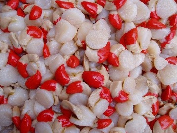 QUEEN SCALLOP MEAT (Roe On) Net Weight: Fresh - 2kg Tub | Frozen - 10kg Format: Fresh/ Frozen