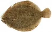 BRILL Format: Fresh Size Grade: 100-300g | 300-500g | 500g-1kg | 1-2kg | 2kg+