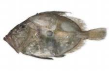 JOHN DORY Format: Fresh Size Grade: 0-100g | 100-200g | 200-500g | 500g-1kg | 1-2kg