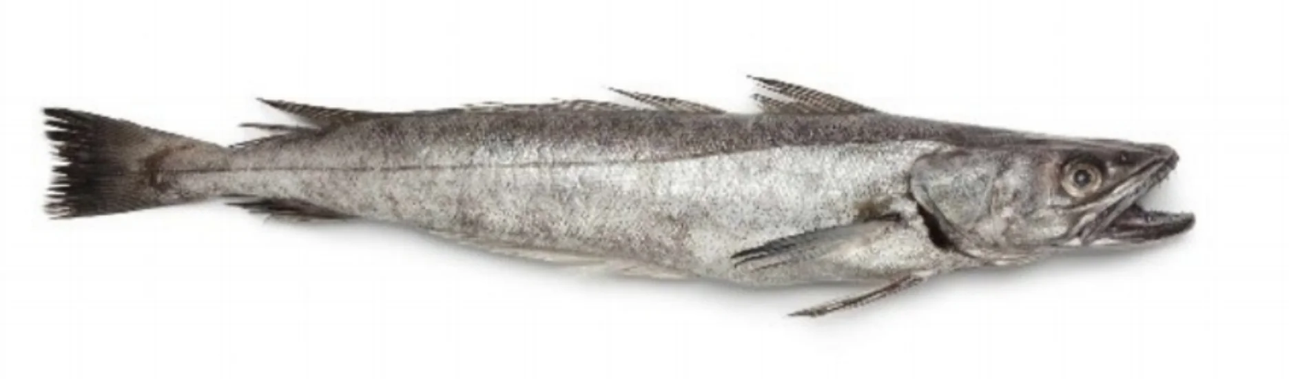 HAKE Format: Fresh Size Grade: 0-1kg | 1-2kg | 2-3kg | 3-4kg | 4-6kg | 6kg+