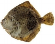 TURBOT Format: Fresh Size Grade: 0-1kg | 1-2kg | 2-4kg | 4kg+
