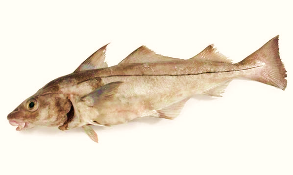 HADDOCK (Gutted) Format: Fresh Size Grade: 0-300g | 300-500g | 500-700g | 700g-1kg | 1-1.5kg | 1.5kg+ Notes: Rounded Haddock also available