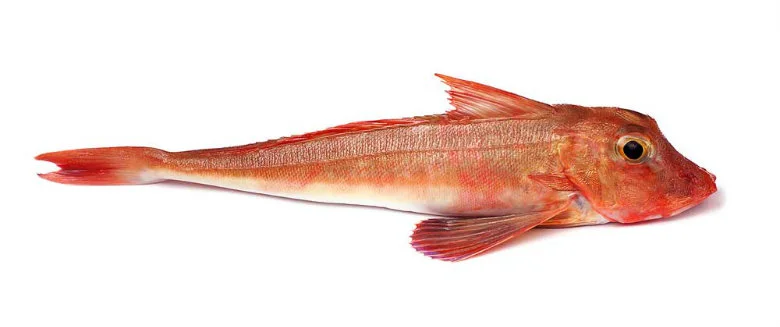 RED GURNARD Format: Fresh Size Grade: 0-200g | 200-500g | 500g+