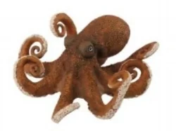 OCTOPUS Format: Fresh Size Grade: Mixed sizes all in (mostly 100g/ 300g)
