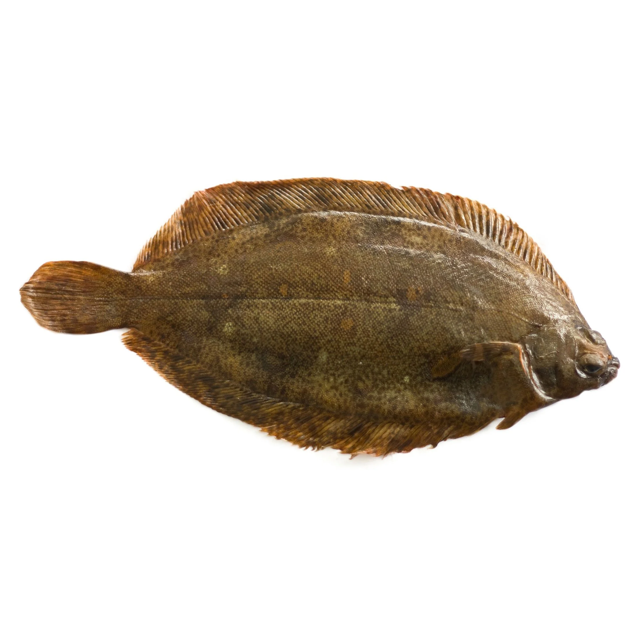 WHITE SOLE/ WITCHES Format: Fresh Size Grade: 0-500g | 500g+