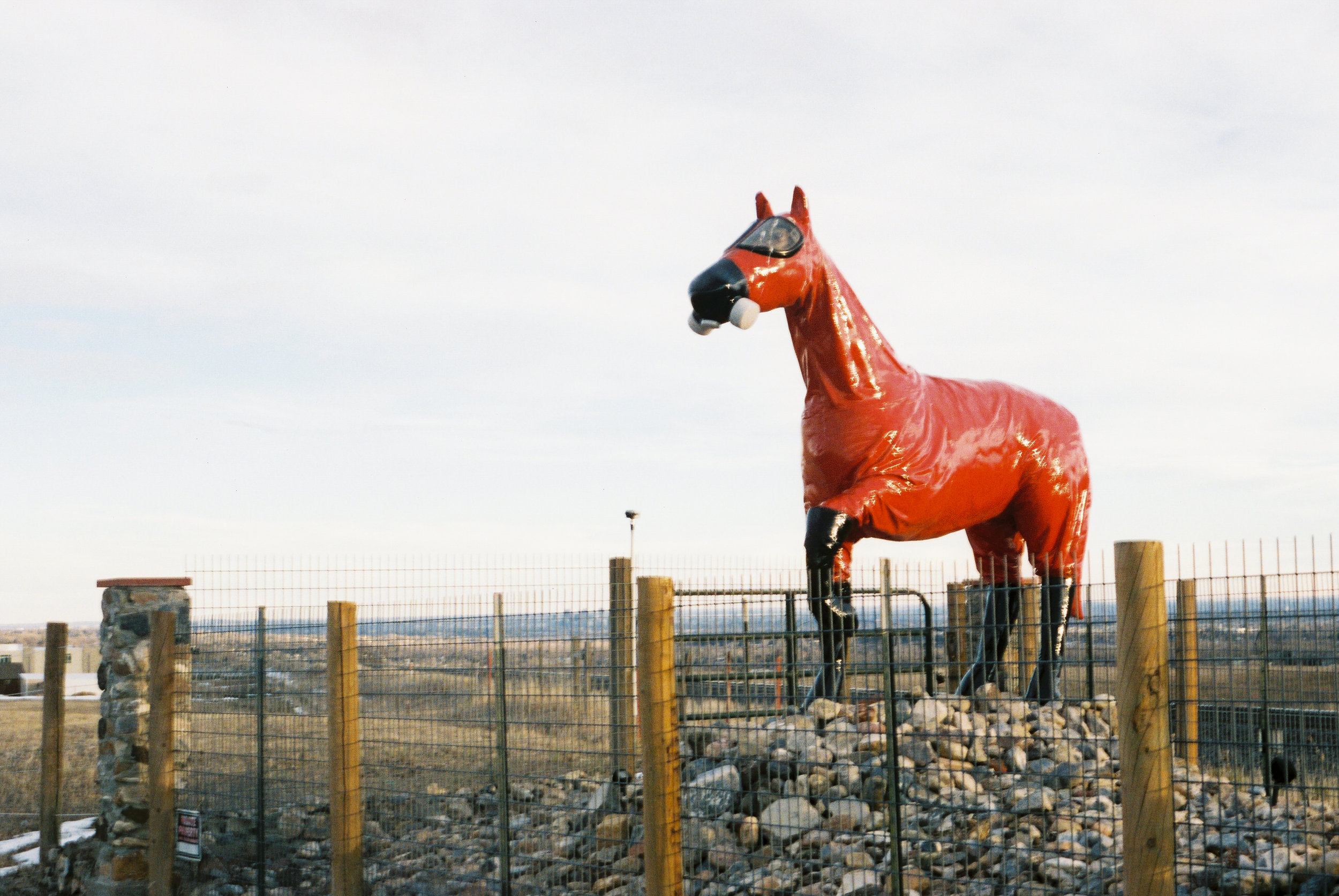 Driving back home after a full day, this horse though...