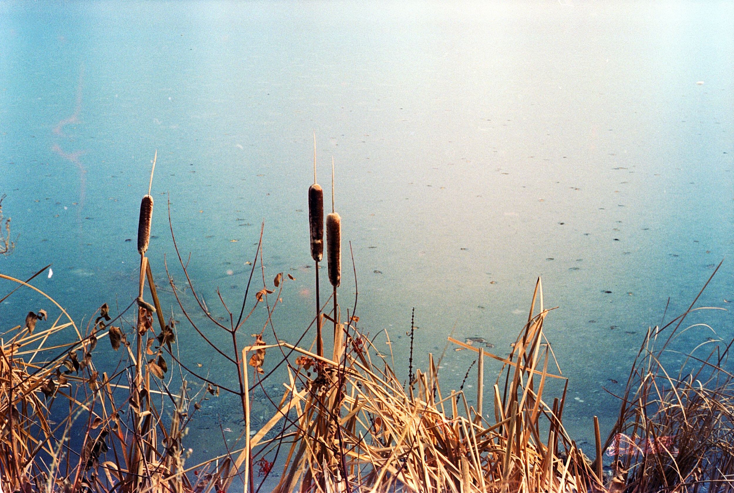 Frozen ponds and cat tails
