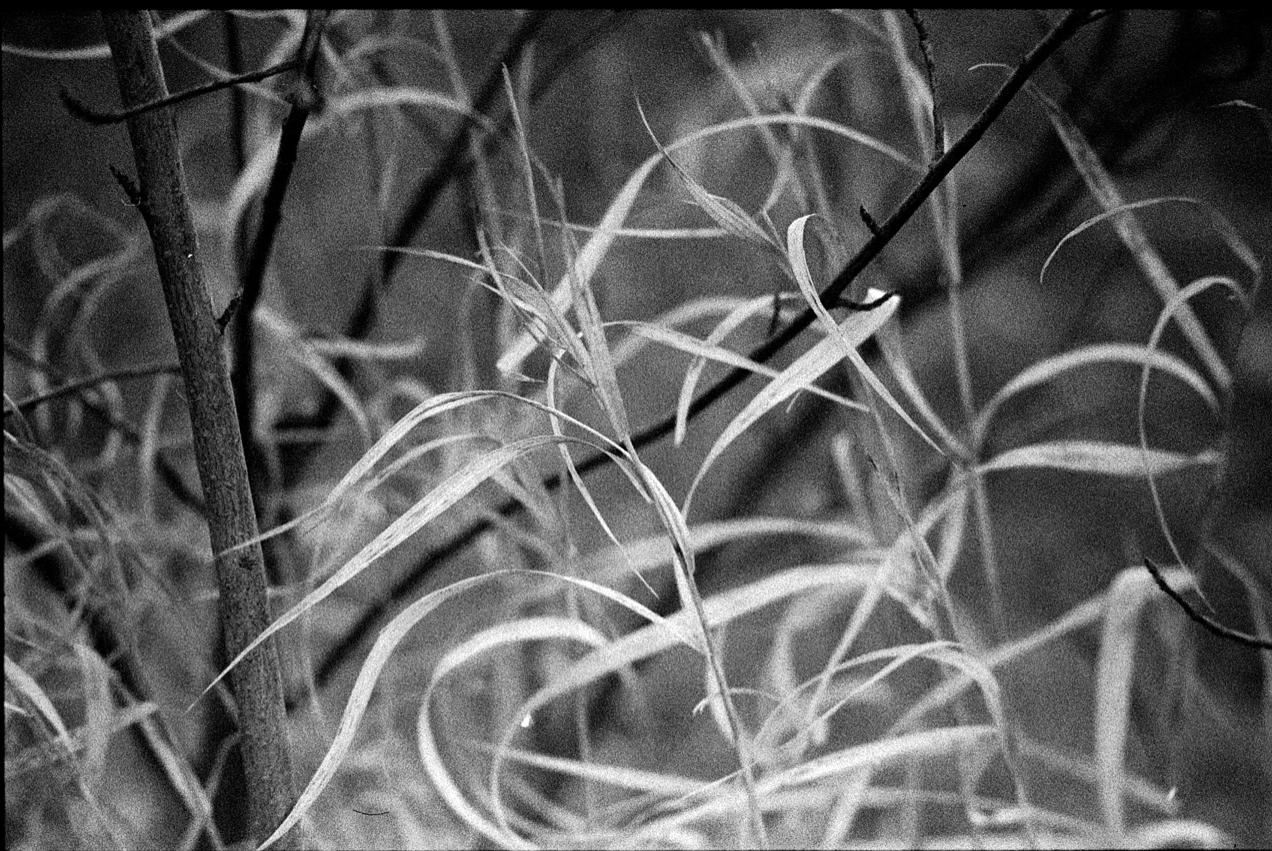 Exploring black and white.