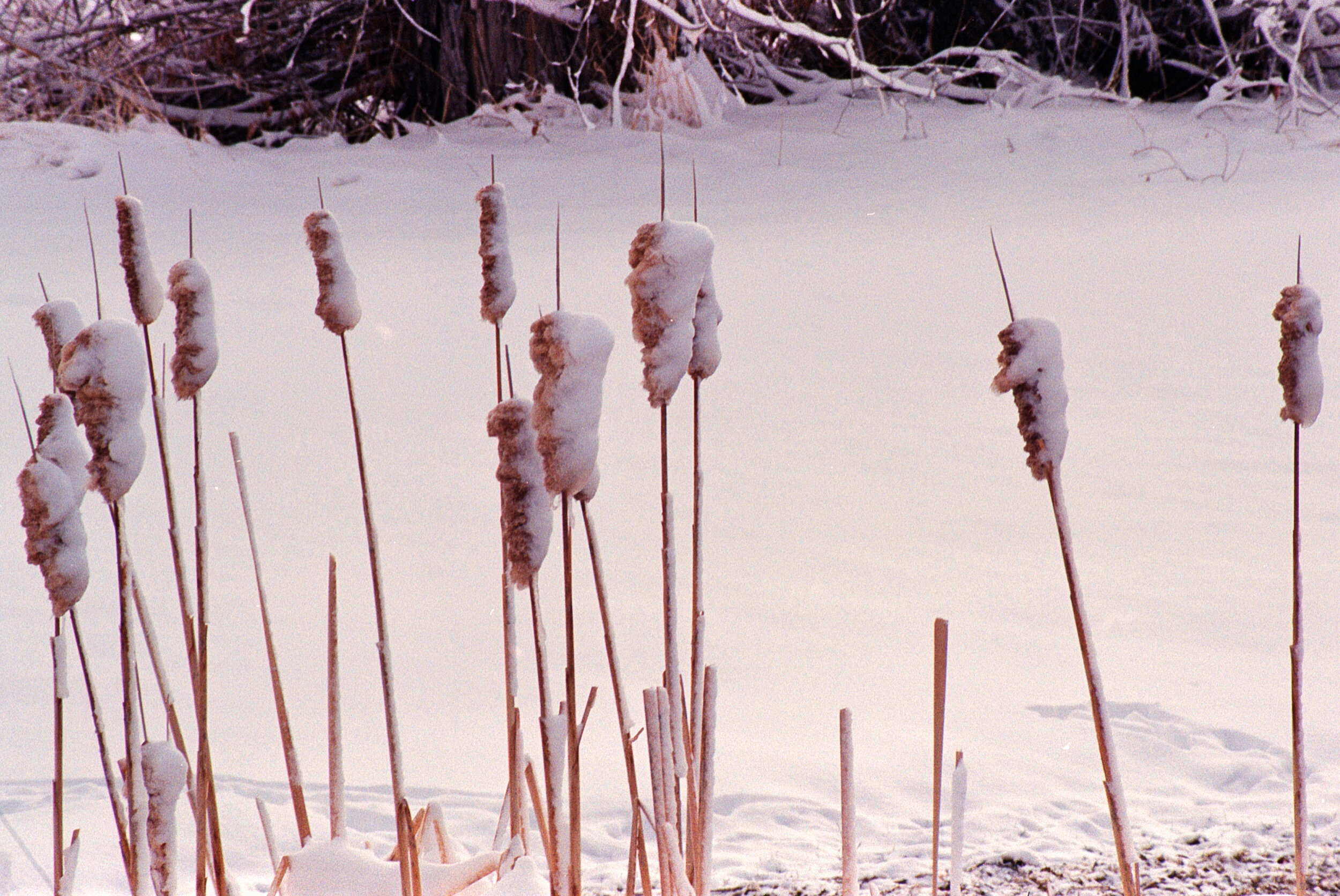 Cattails smothered by snow