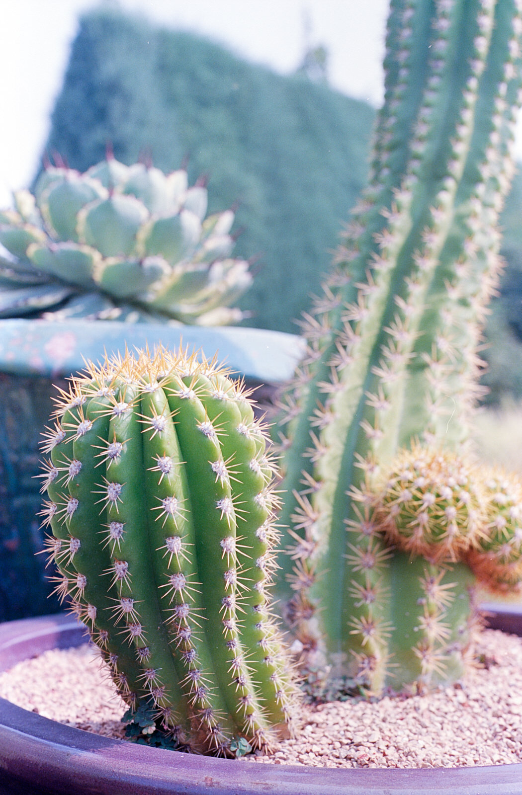 I can never pass up a pretty cactus to shoot!  