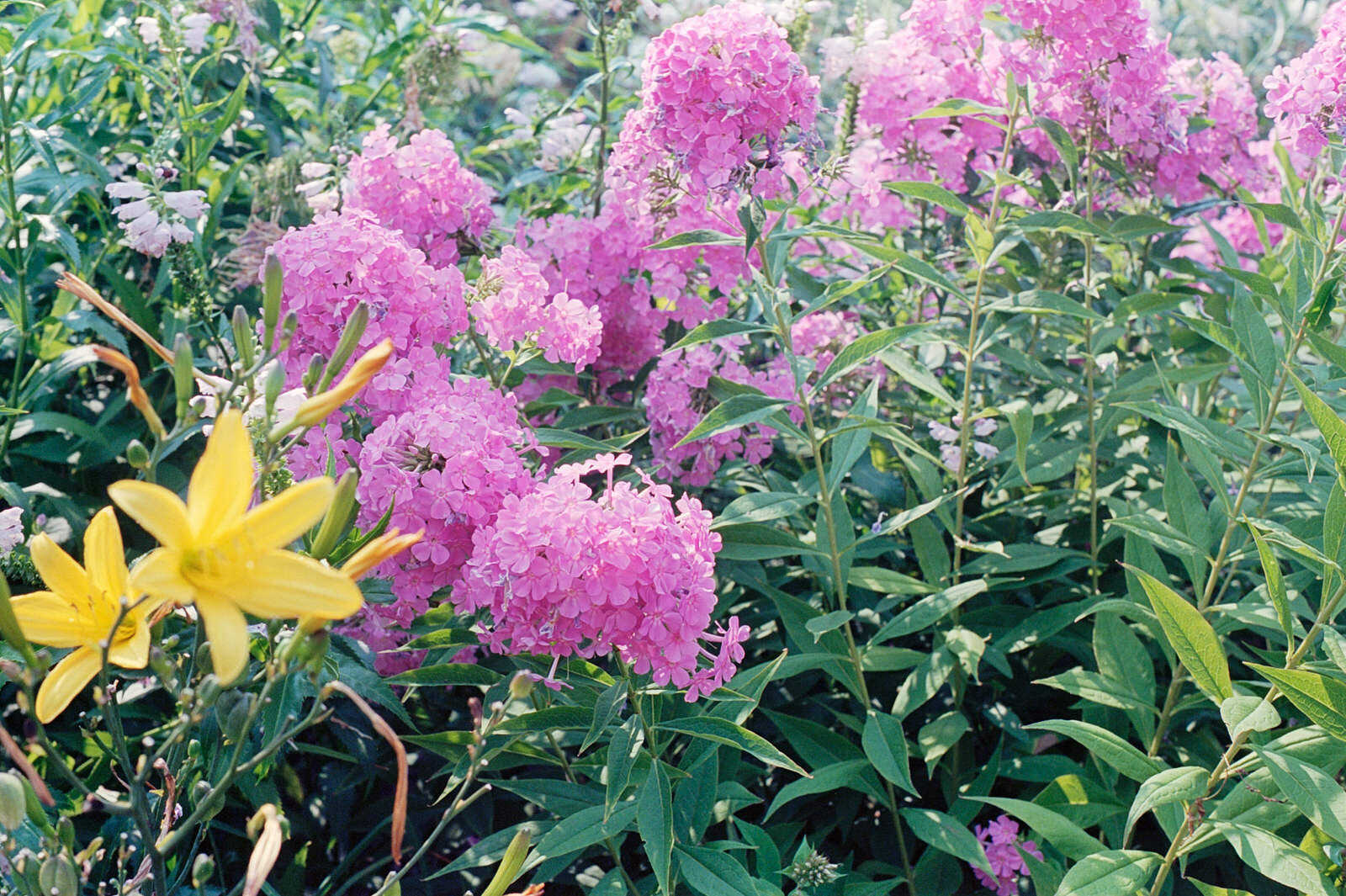 No joke, this was exactly how brilliant these flowers were!