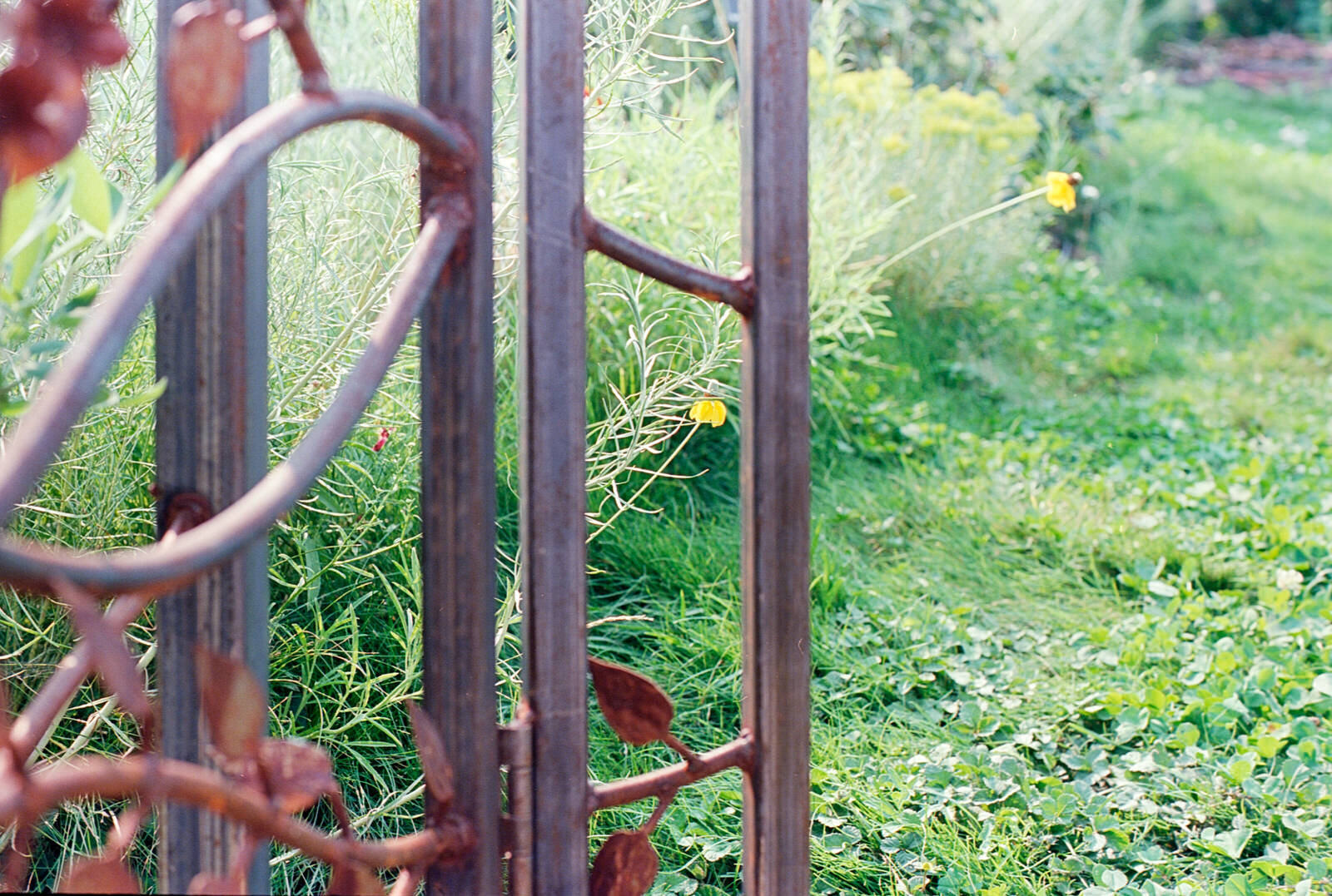 Secret garden...through an open fence...