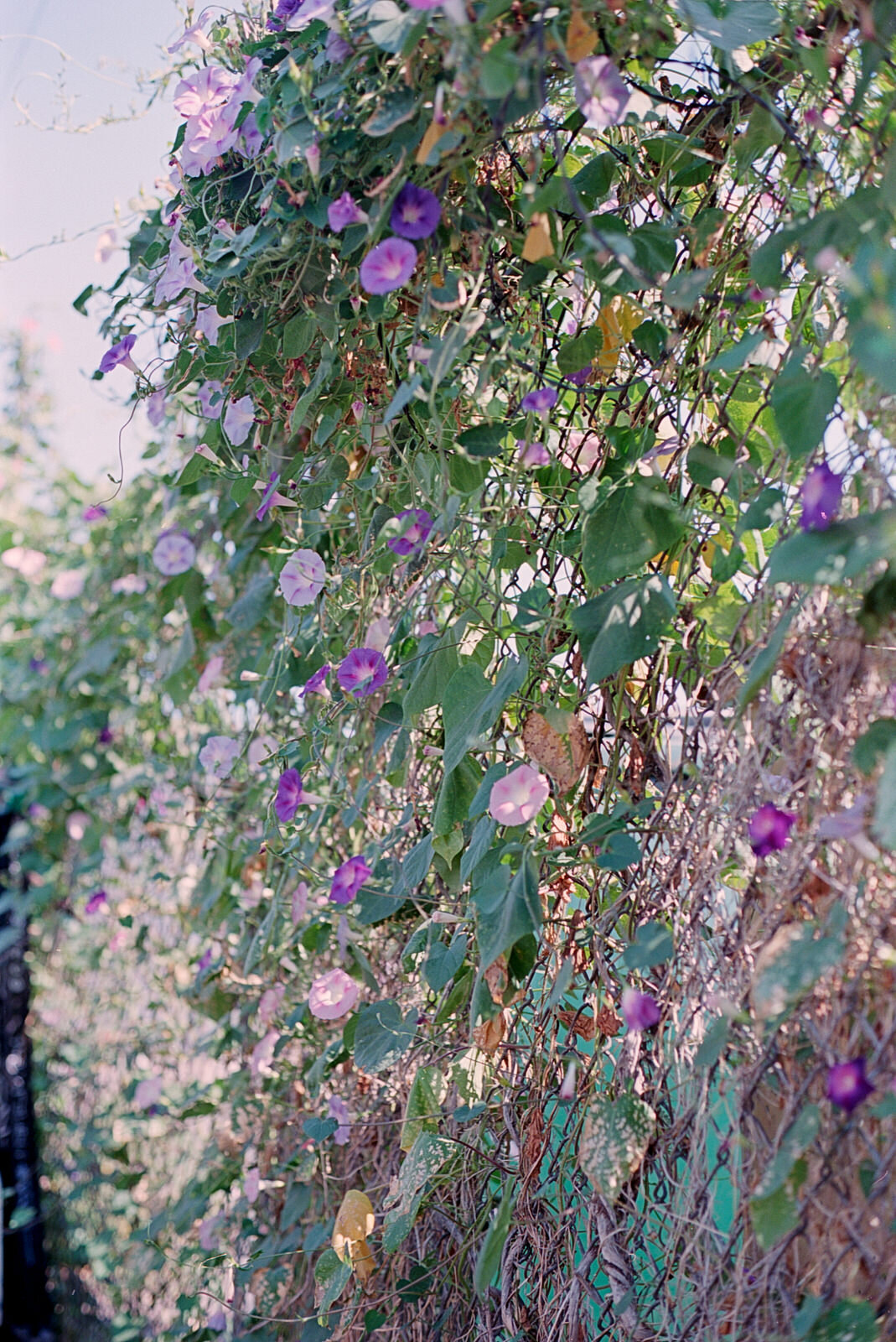 Growing in an alley, vividly purple and blooming.