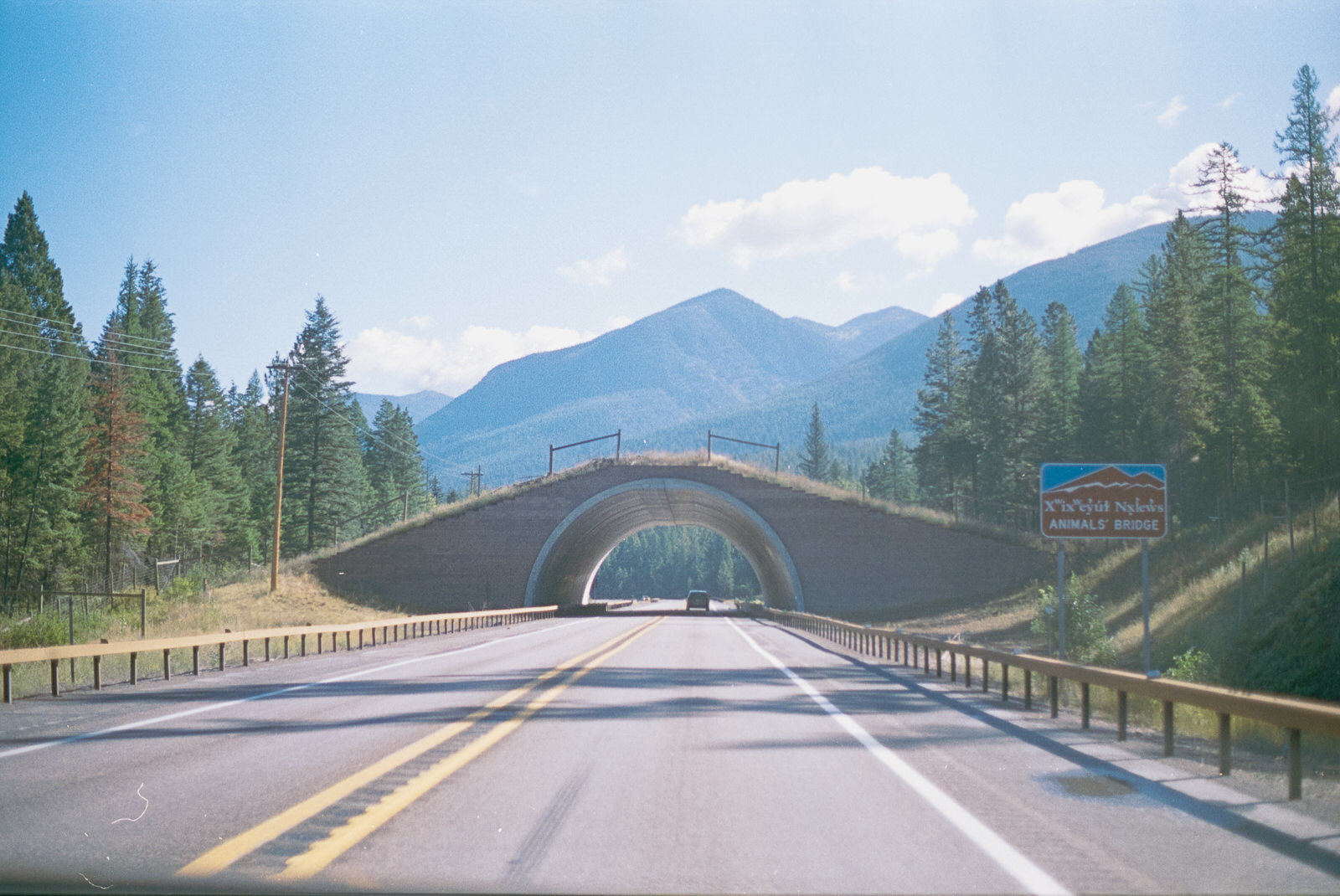 This bridge is not for humans!!