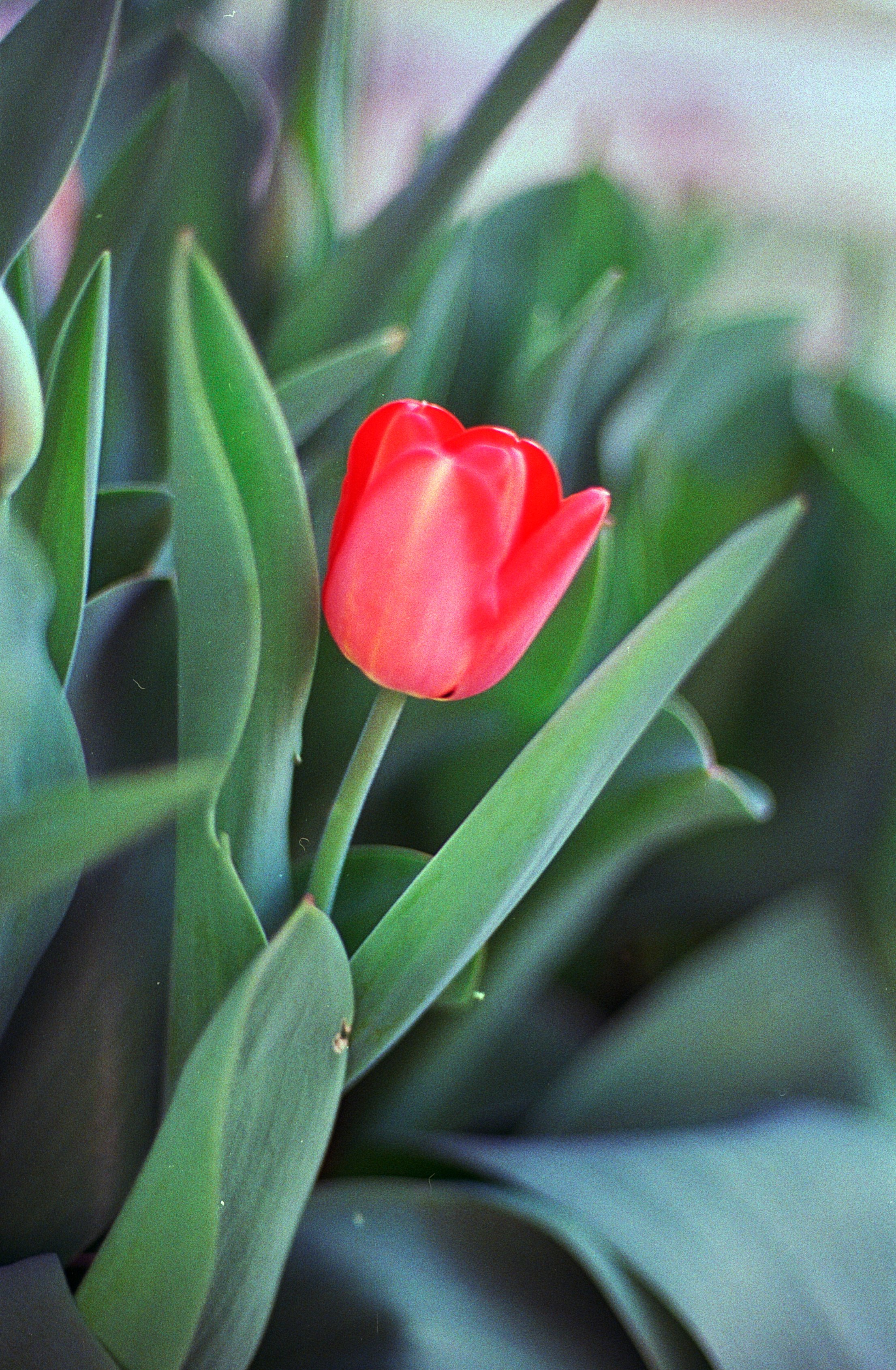 An exciting surprise when I found my favorite flower actually grows in my front yard.