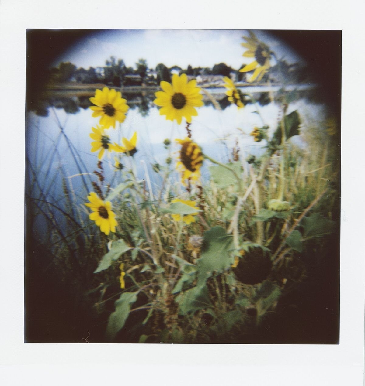 Walking by the lake late summer.