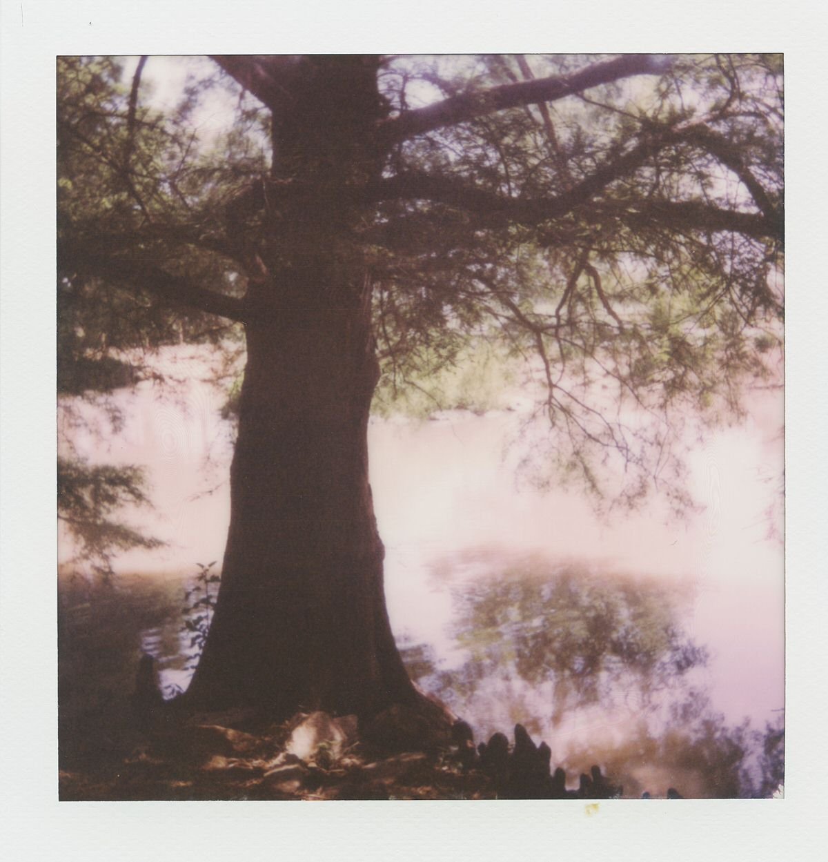 Polaroid of a tree with most interesting little stumps off to the side.