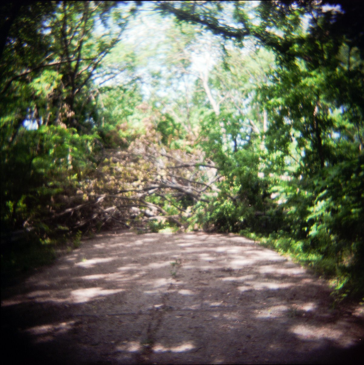 This path is now blocked by a huge fallen tree. The next 3 photos are 3 cameras and perspectives on this area.