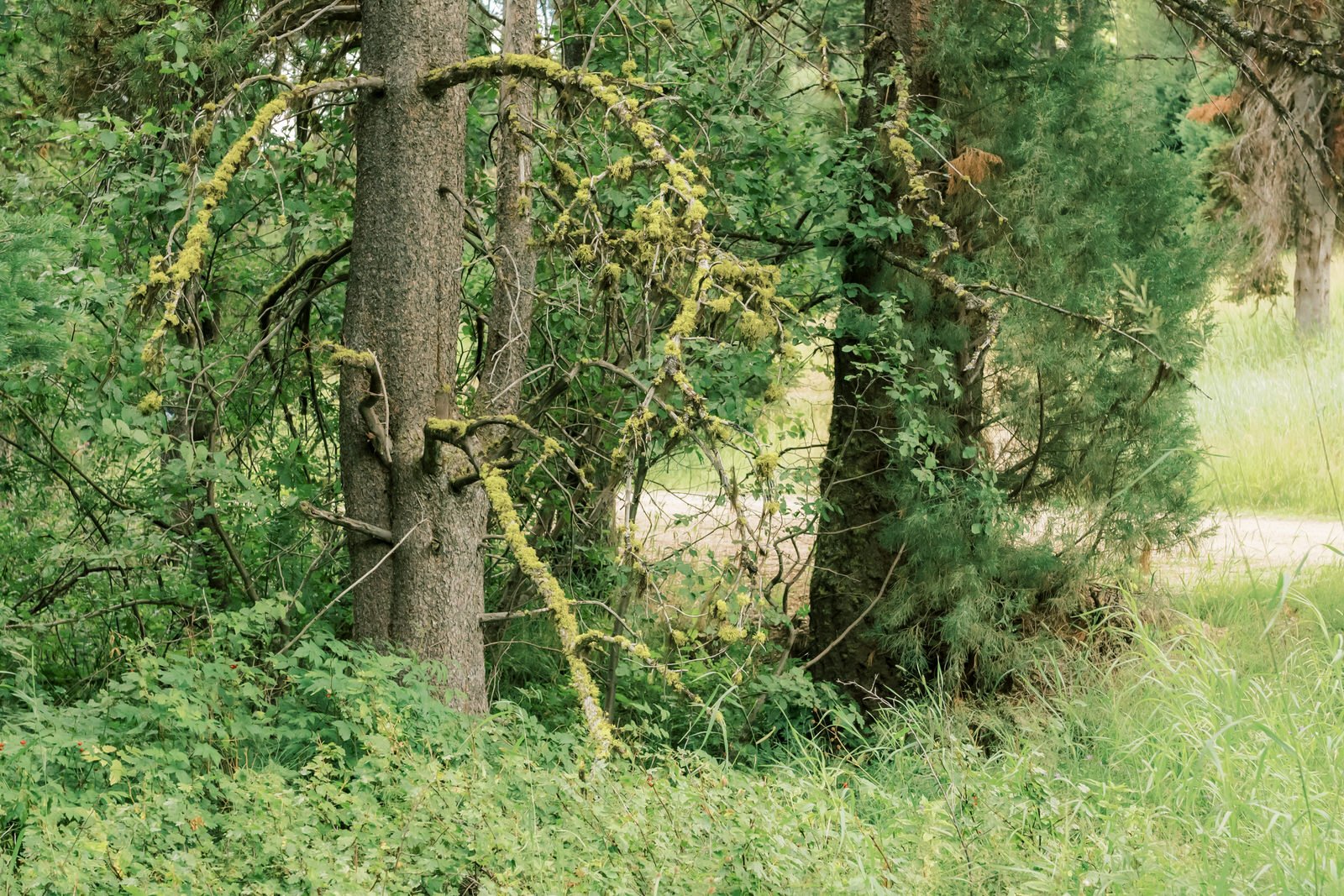 Look at the lichen on the branches!!