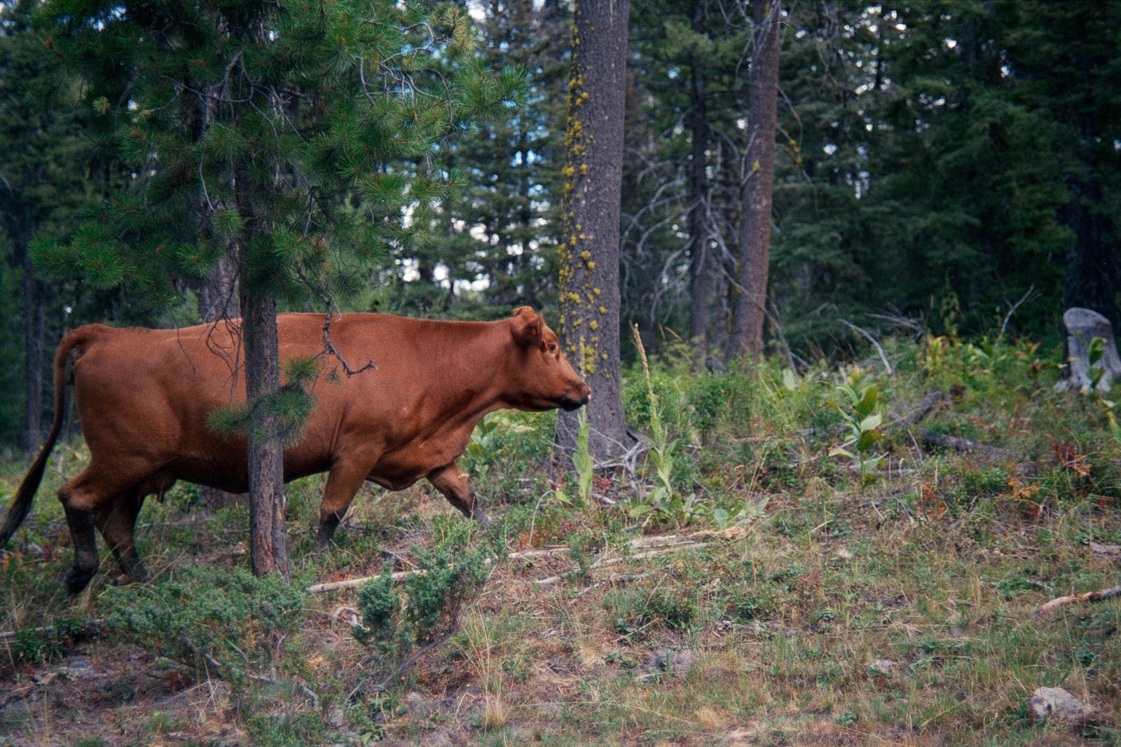 This gal was not too interested in me.