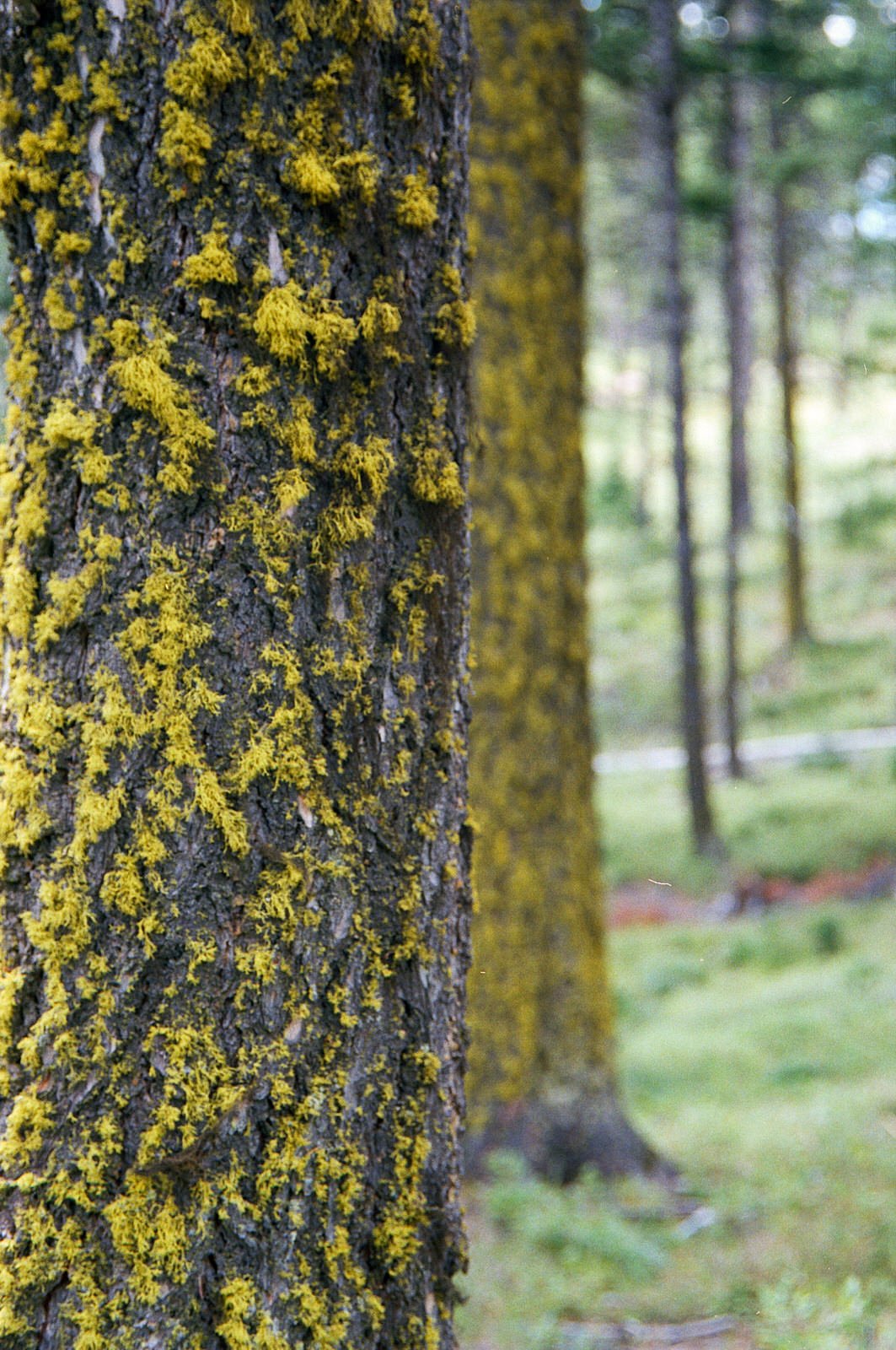 Lichen covered many of the trees! I was smitten!