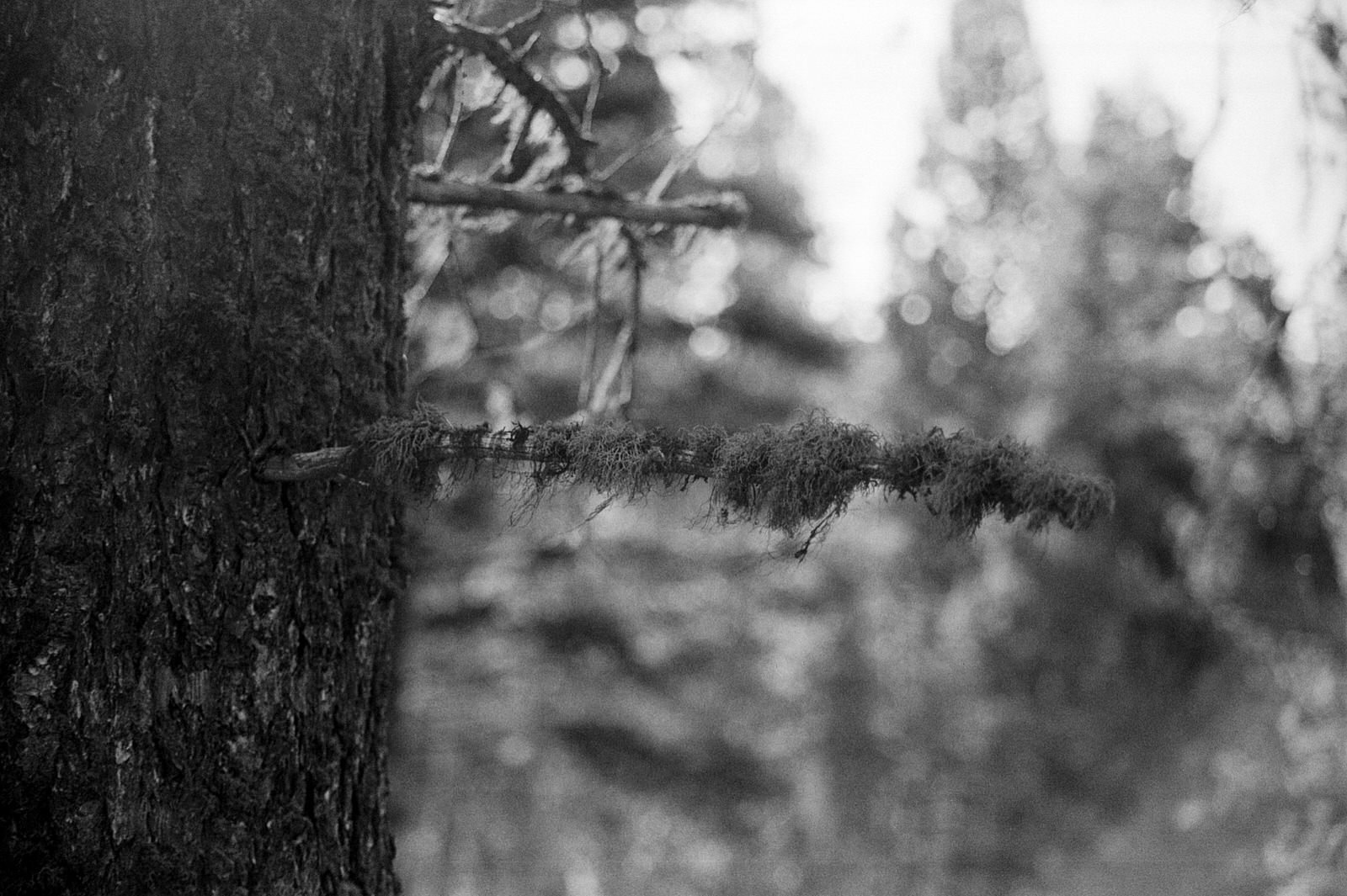 Lichen covered branches in black and white.