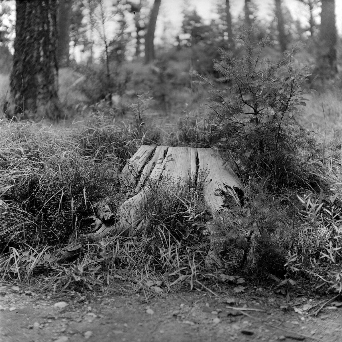 A stump I thought was interesting!