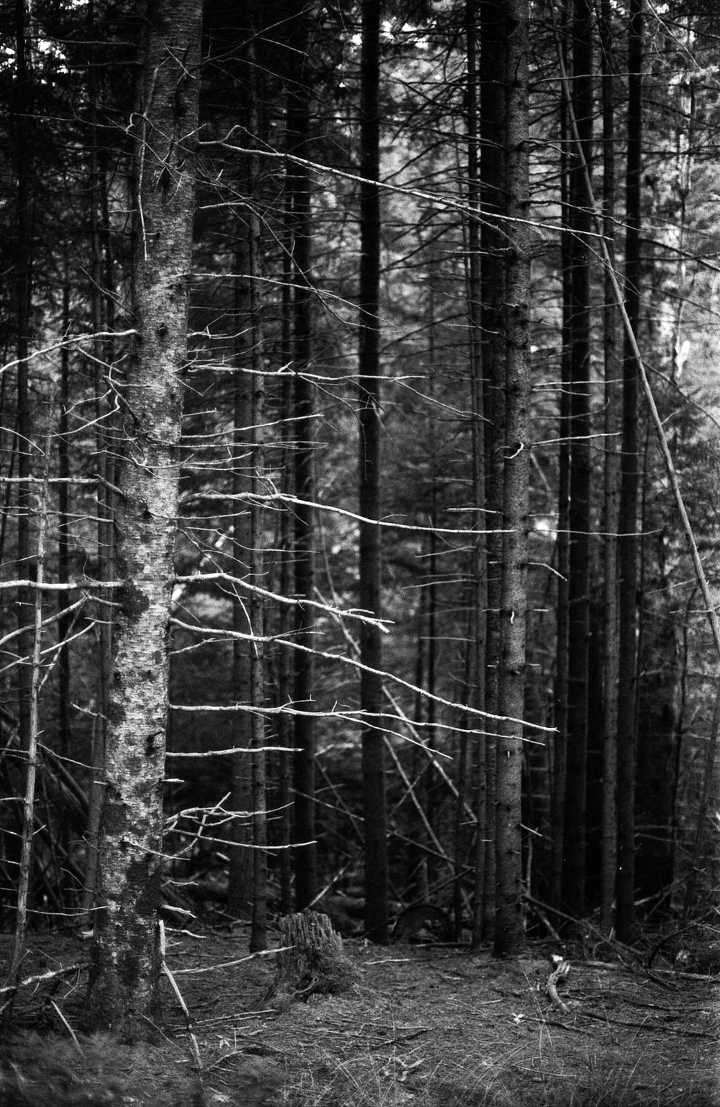 One of my favorite images from the trip. One strip of light in a dense dark forest.