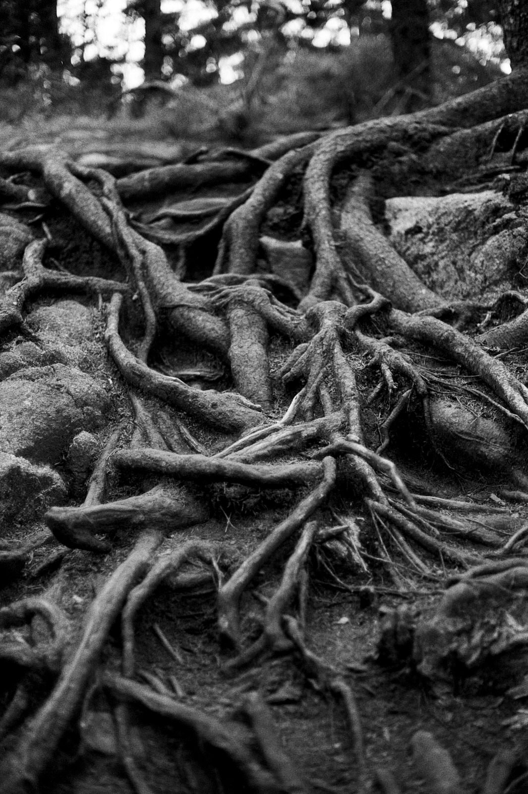 Roots in black and white!