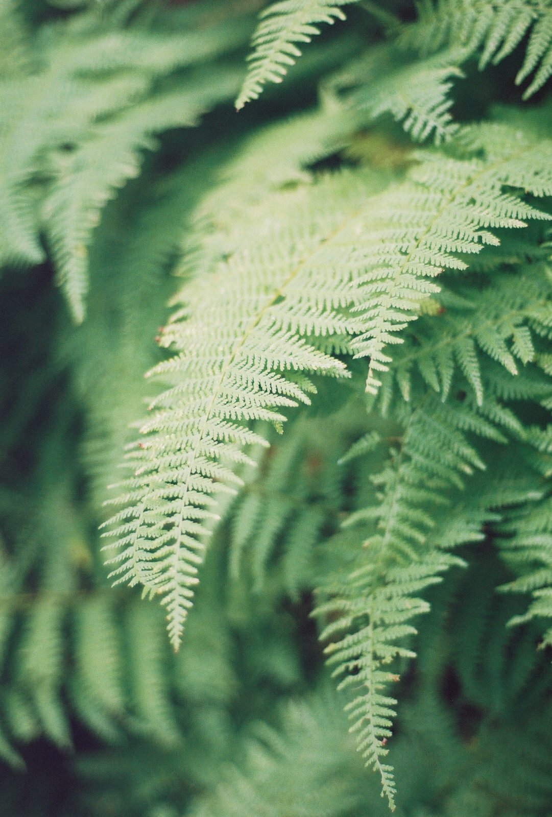 These gorgeous ferns were everywhere.