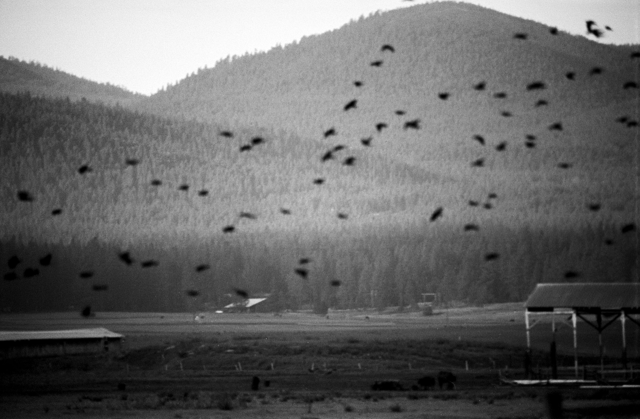 flight