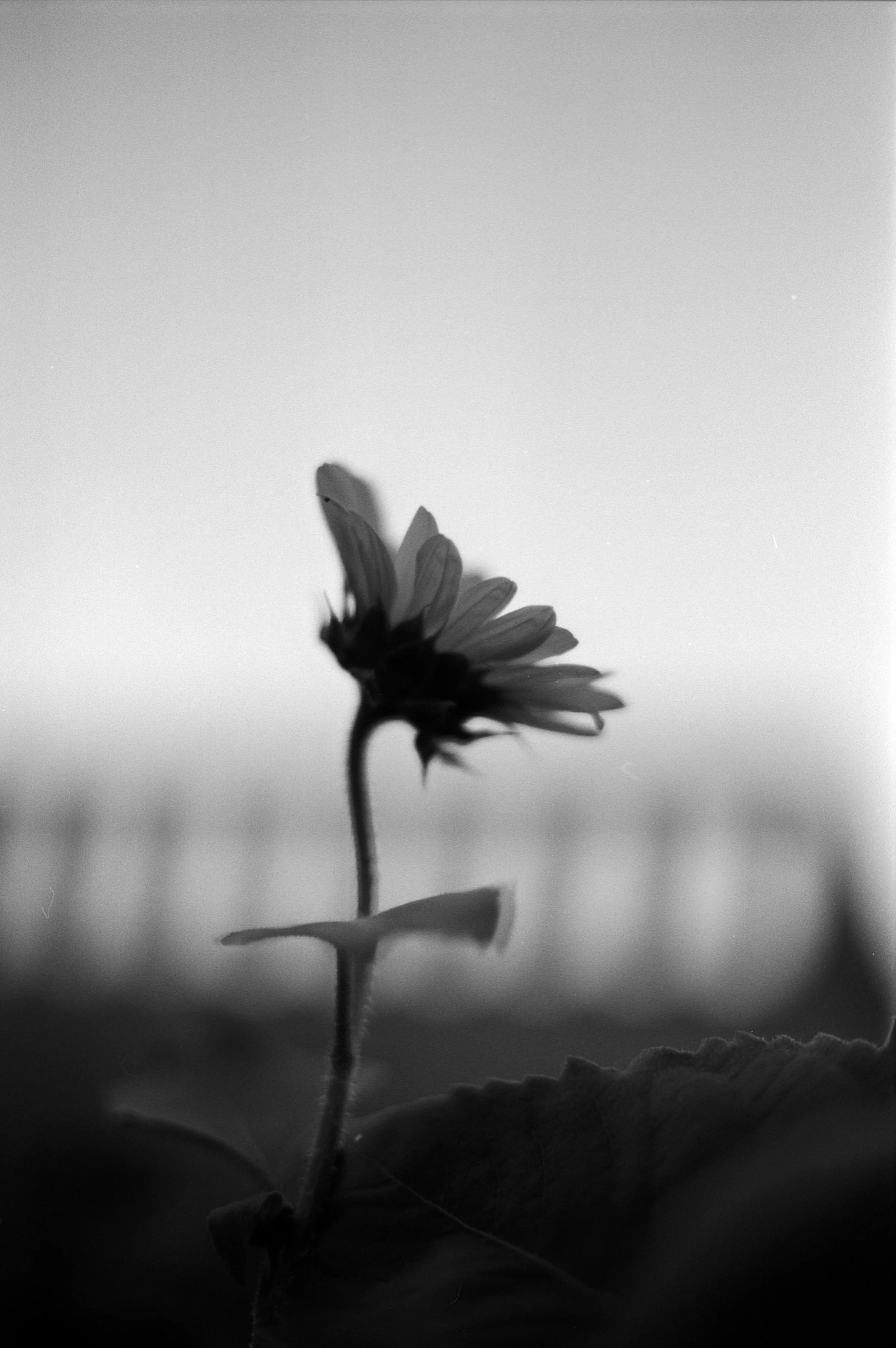 growth