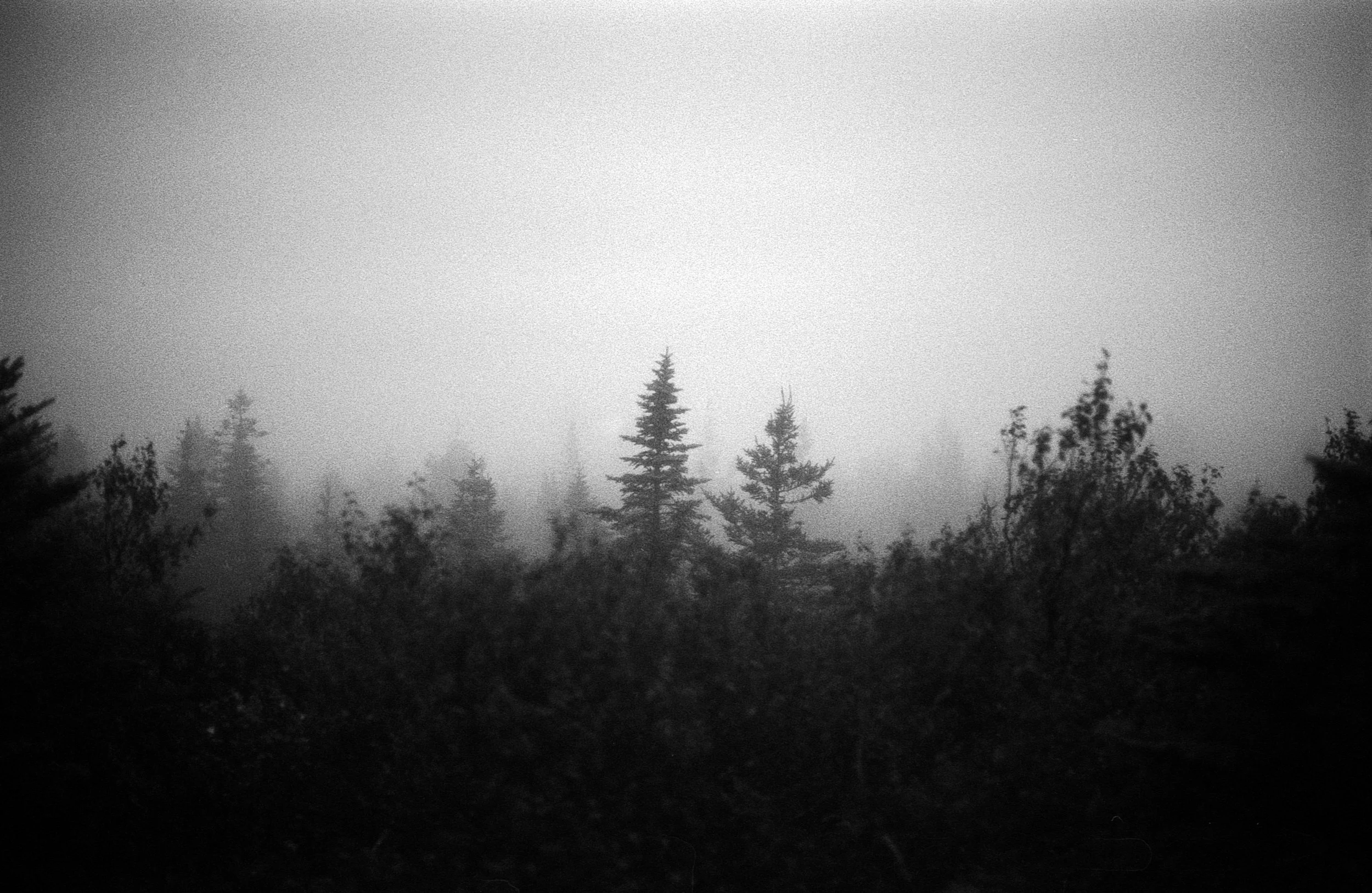 forest fog