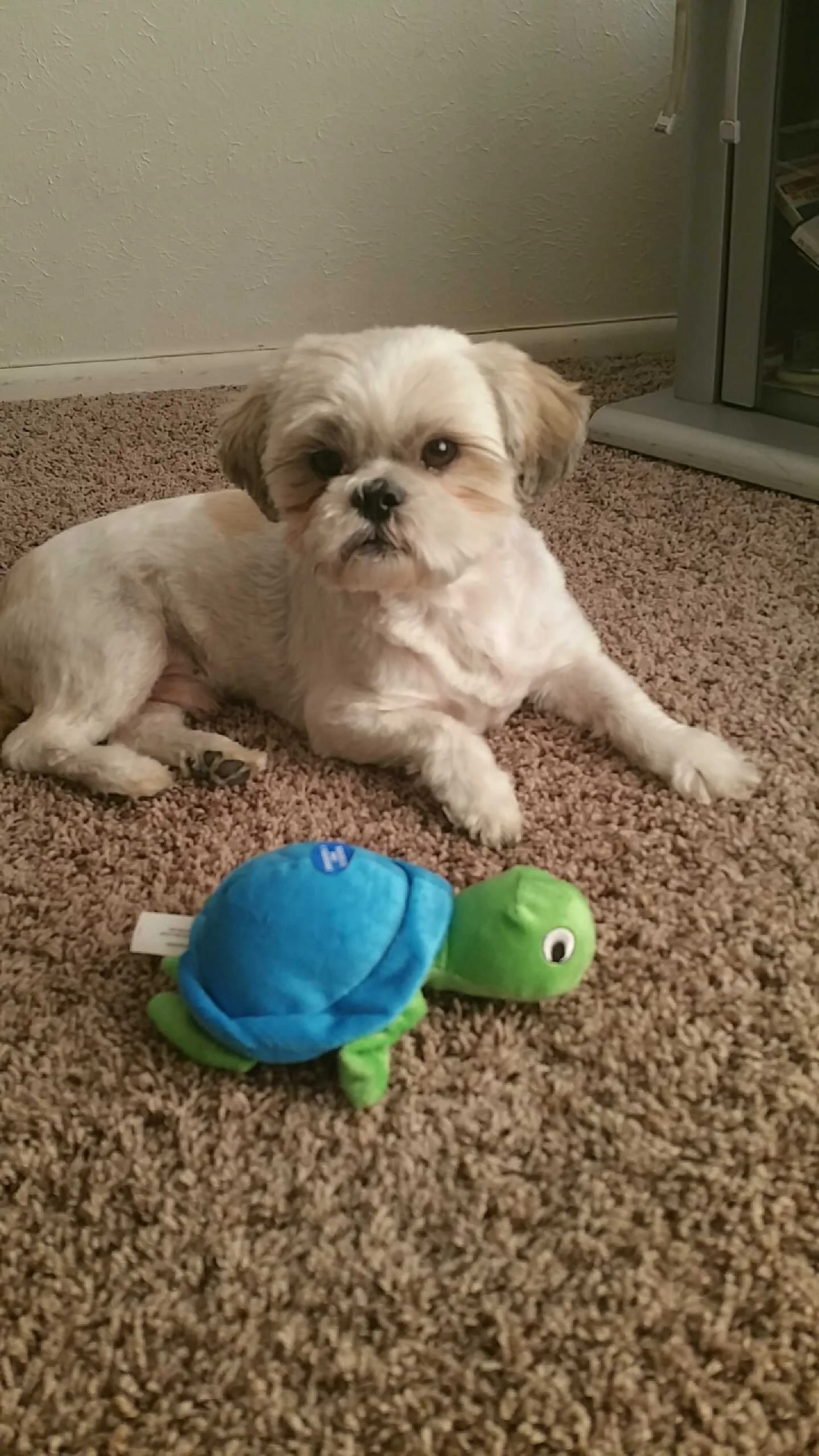 Headshots - On Location or Outdoors