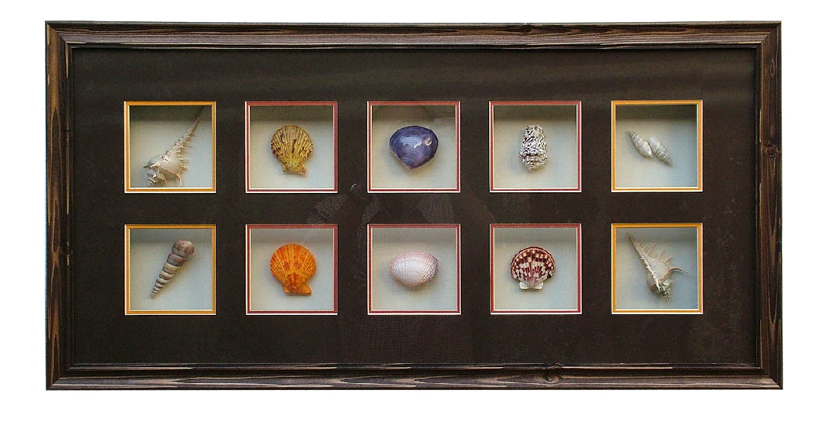 shells_2.jpg
