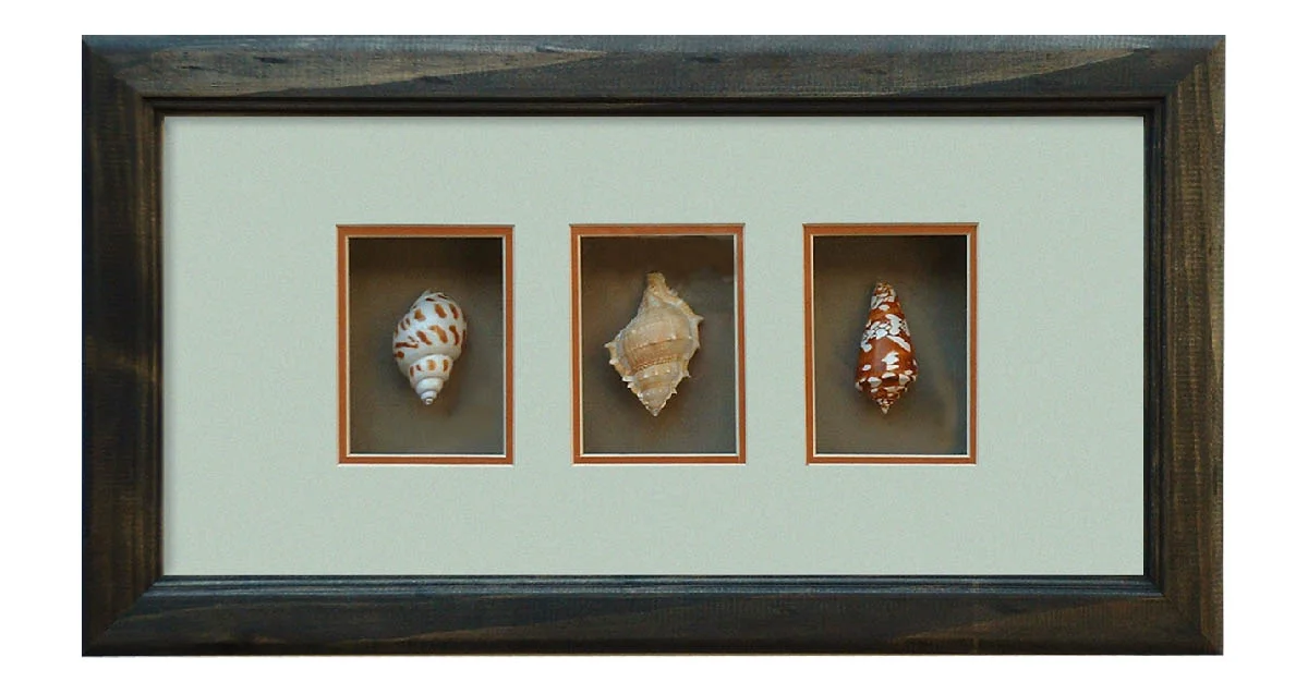 shells_1.jpg