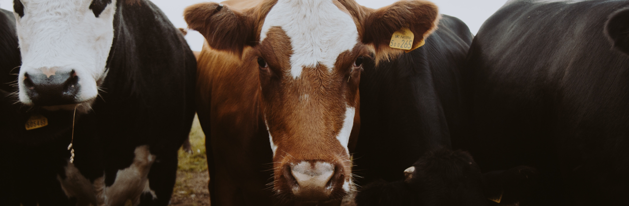 cows.png