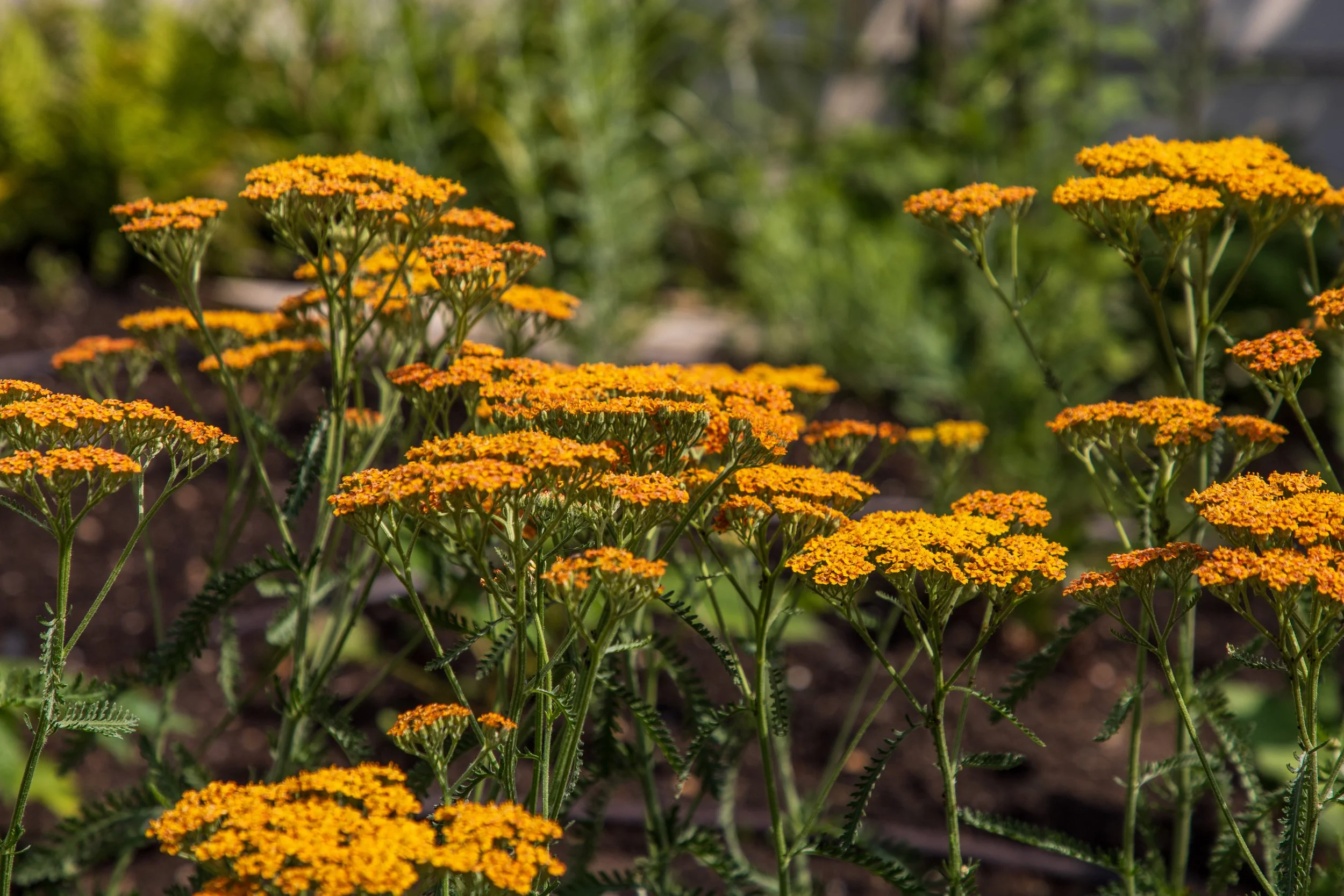 Ben Martin Garden Design_Planting_Achillea_Redhill.JPG