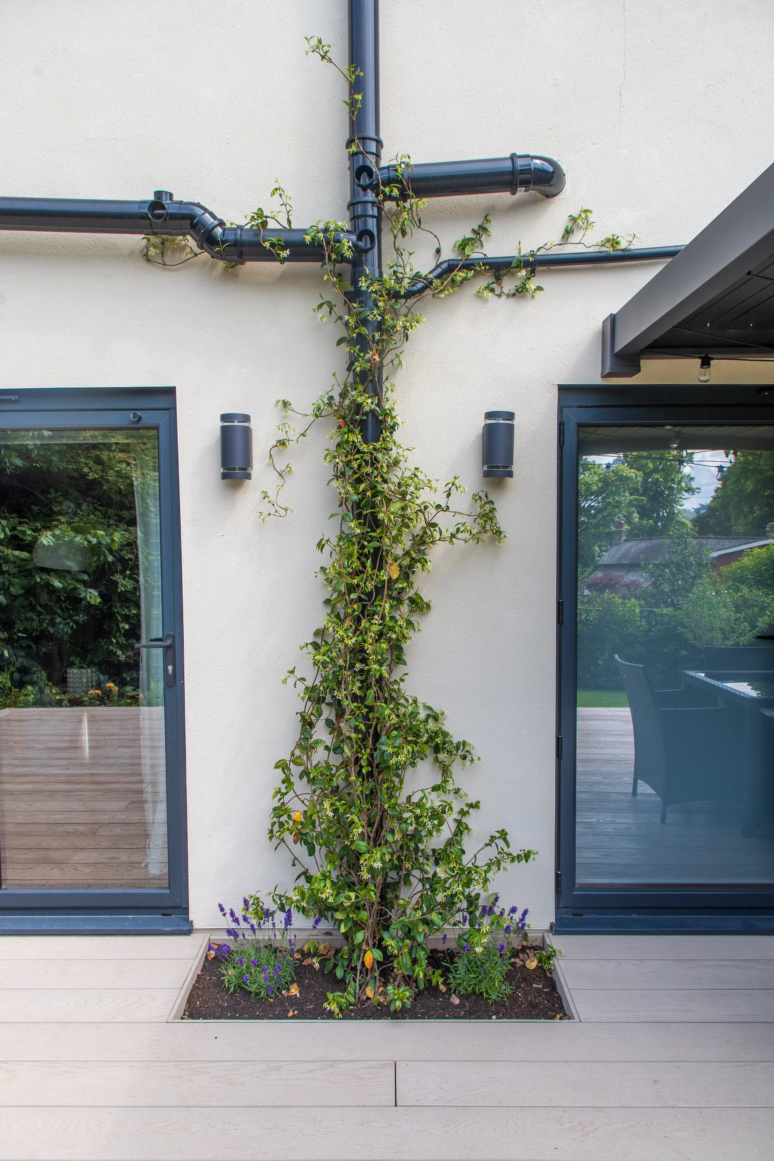 Ben Martin Garden Design_Trachelospermum Jasminoides_Redhill.JPG