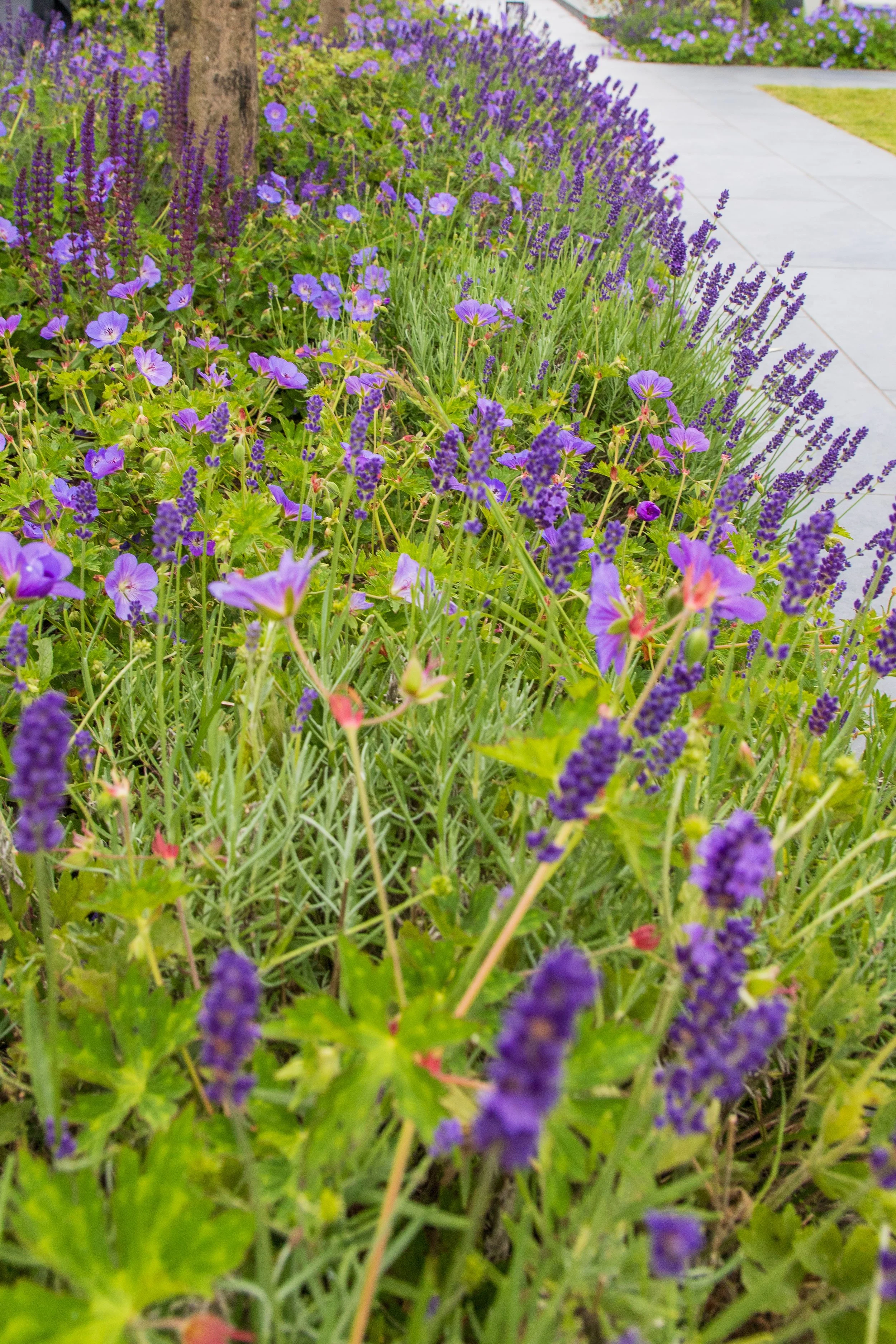Ben Martin Garden Design_Planting design_Warlingham.JPG