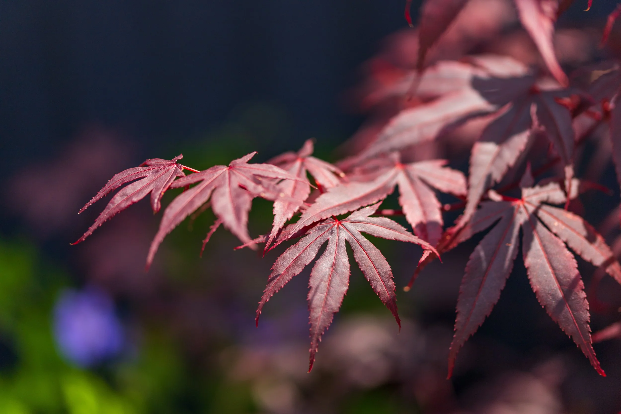 Ben Martin Garden Design_Acer_oxted.JPG